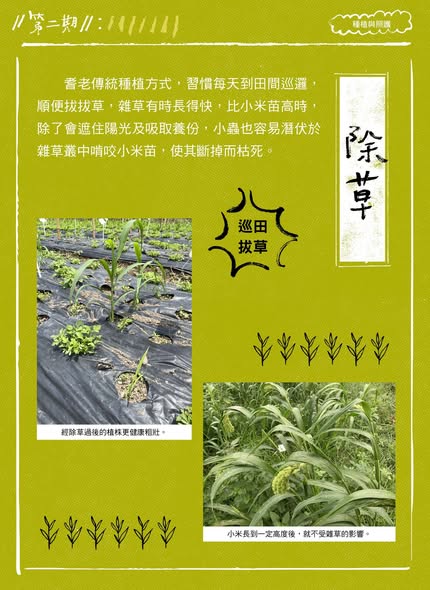 臺灣小米！種起來！成果電子報第二期