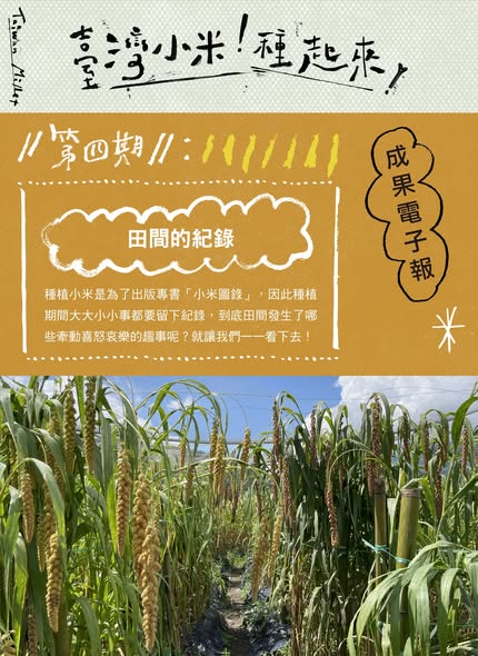 臺灣小米種植成果電子報第四期