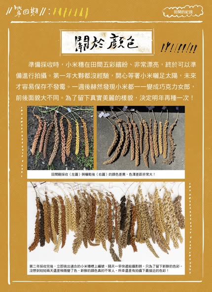 臺灣小米種植成果電子報第四期