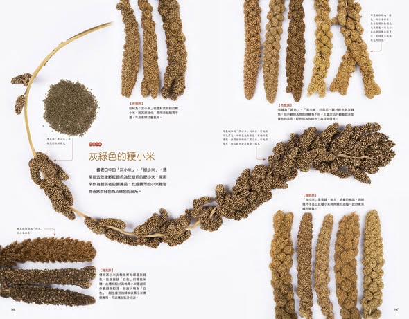布農族的小米:Pasibutbut 祈禱小米豐收歌