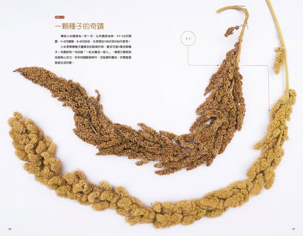 布農族的小米:Pasibutbut 祈禱小米豐收歌