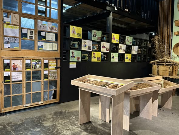 臺灣小米串聯展臺東站開展,展示五大族群保種成果
