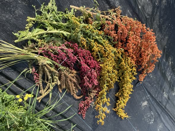 今年第一次種紅藜就成功！