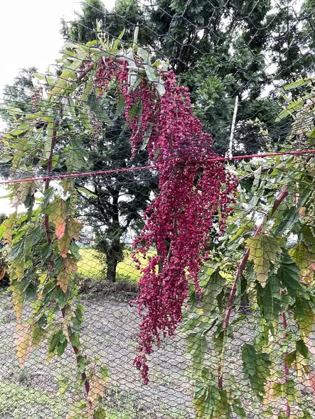 今年第一次種紅藜就成功！