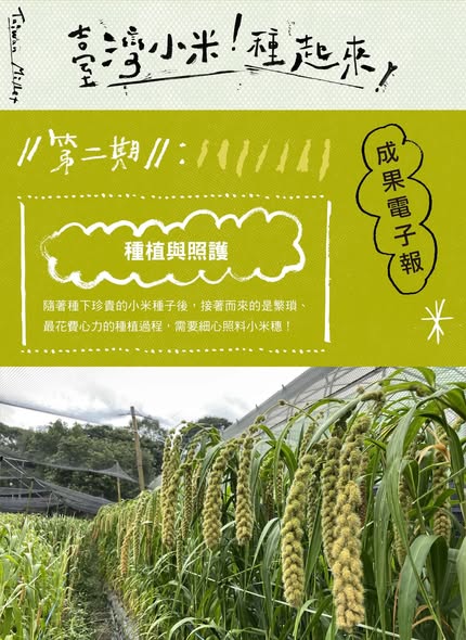 【認識臺灣小米-2】種植與照護