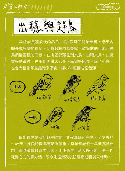 【認識臺灣小米-2】種植與照護