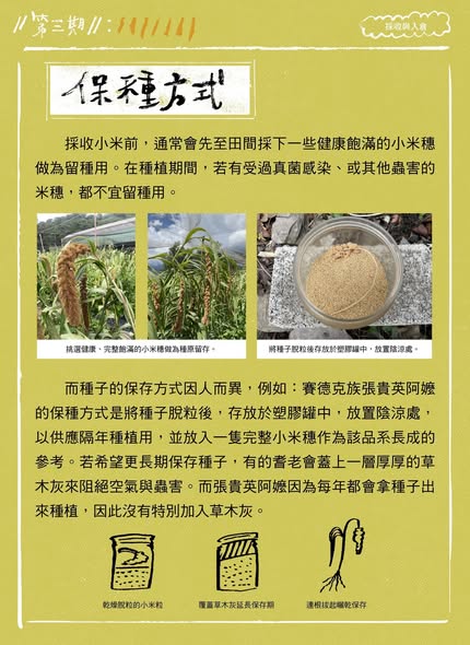 【認識臺灣小米-3】採收與入倉