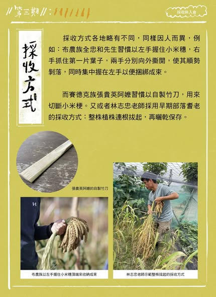 【認識臺灣小米-3】採收與入倉