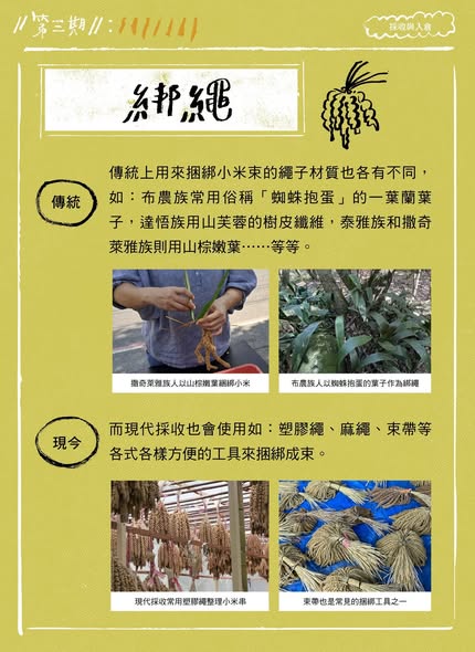 【認識臺灣小米-3】採收與入倉