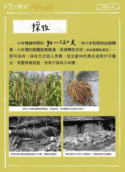 【認識臺灣小米-3】採收與入倉