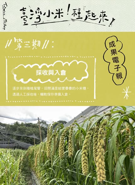 【認識臺灣小米-3】採收與入倉