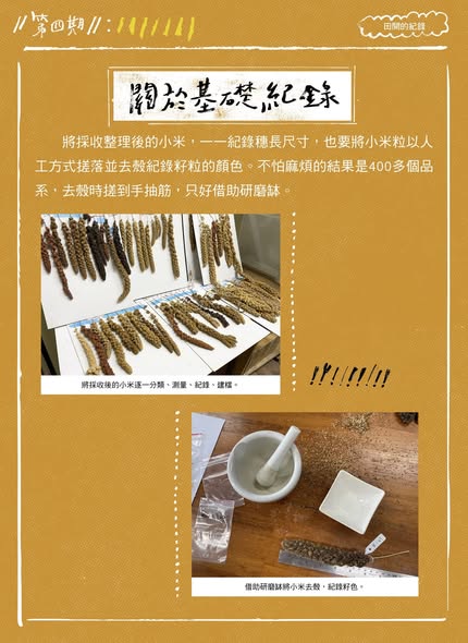 【認識臺灣小米-4】田間的紀錄