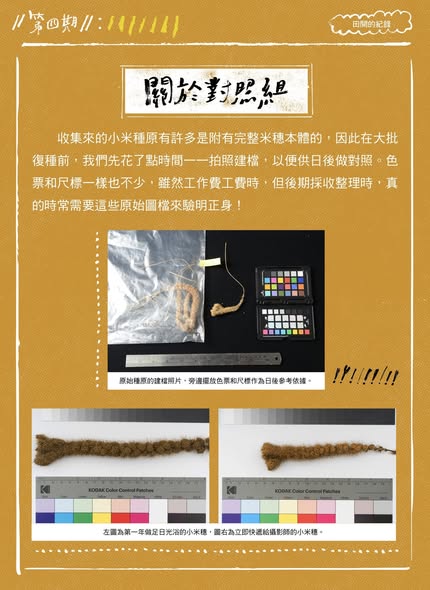 【認識臺灣小米-4】田間的紀錄