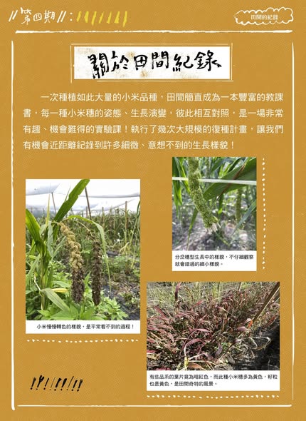 【認識臺灣小米-4】田間的紀錄