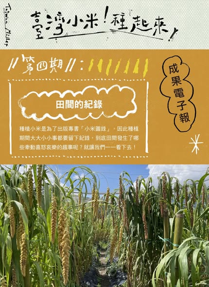 【認識臺灣小米-4】田間的紀錄