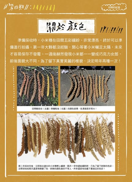 【認識臺灣小米-4】田間的紀錄