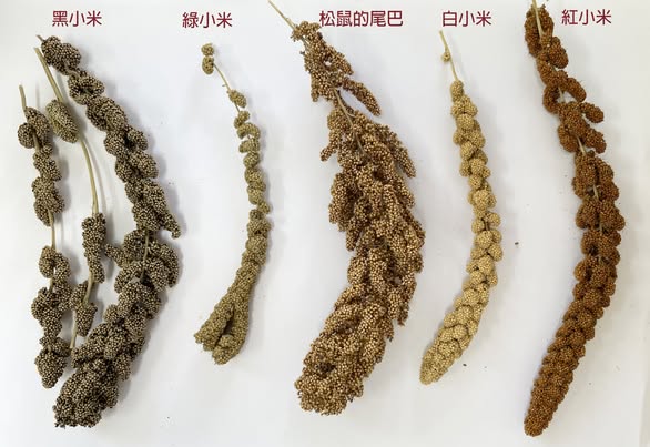 布農族小米保種復育推廣計畫:種子的來源