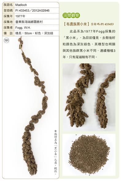 布農族小米保種復育推廣計畫:種子的來源