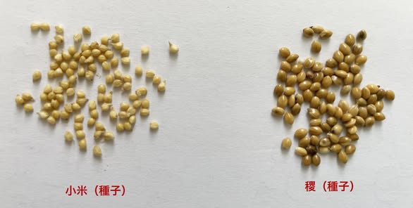 認識小米:你買的「小米」可能不是小米