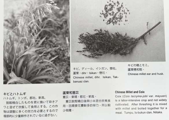 認識小米:你買的「小米」可能不是小米