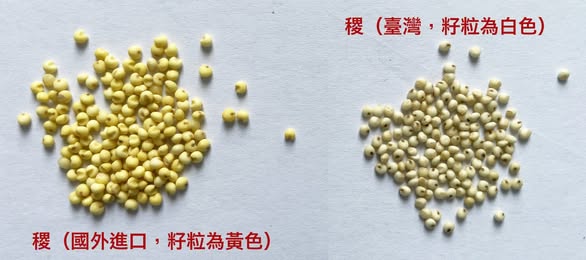 認識小米:你買的「小米」可能不是小米
