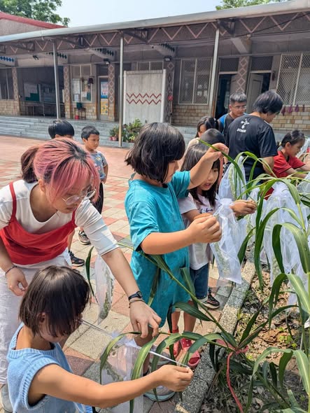 小米出穗防鳥大作戰！花蓮八校種植成功記