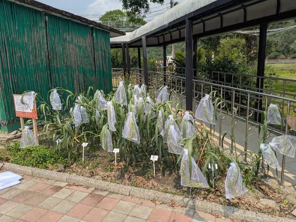 小米出穗防鳥大作戰!花蓮八校種植成功記