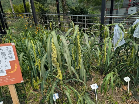 小米出穗防鳥大作戰!花蓮八校種植成功記