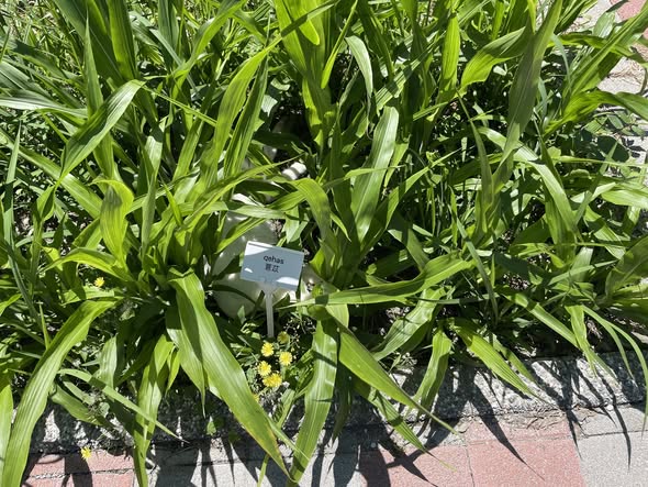 小米出穗防鳥大作戰!花蓮八校種植成功記