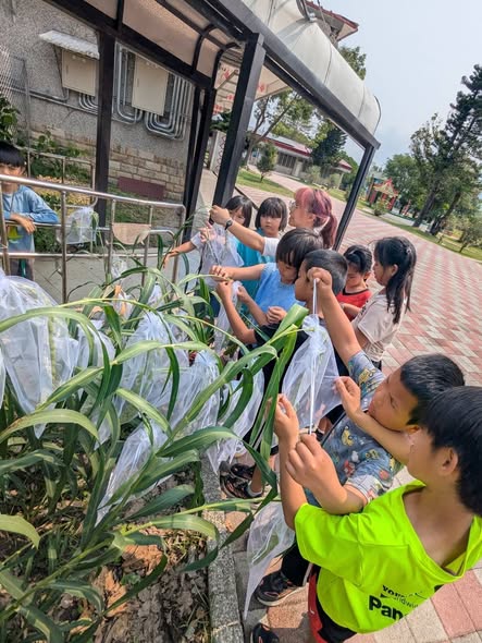 小米出穗防鳥大作戰!花蓮八校種植成功記