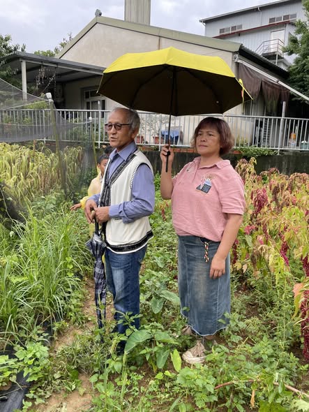 人和國小無敵日：雨中搶收小米的動人時刻
