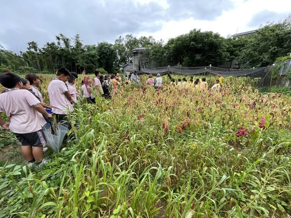 人和國小無敵日:雨中搶收小米的動人時刻
