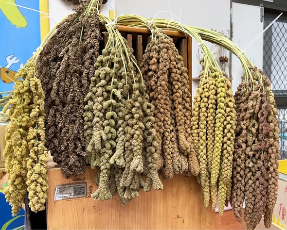 不同穗形與色澤的臺灣小米