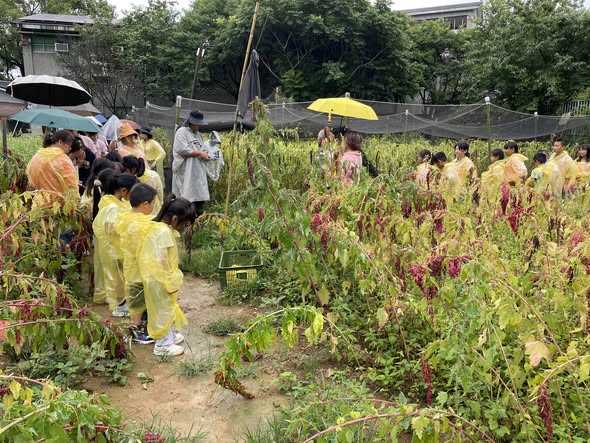 人和國小無敵日:雨中搶收小米的動人時刻